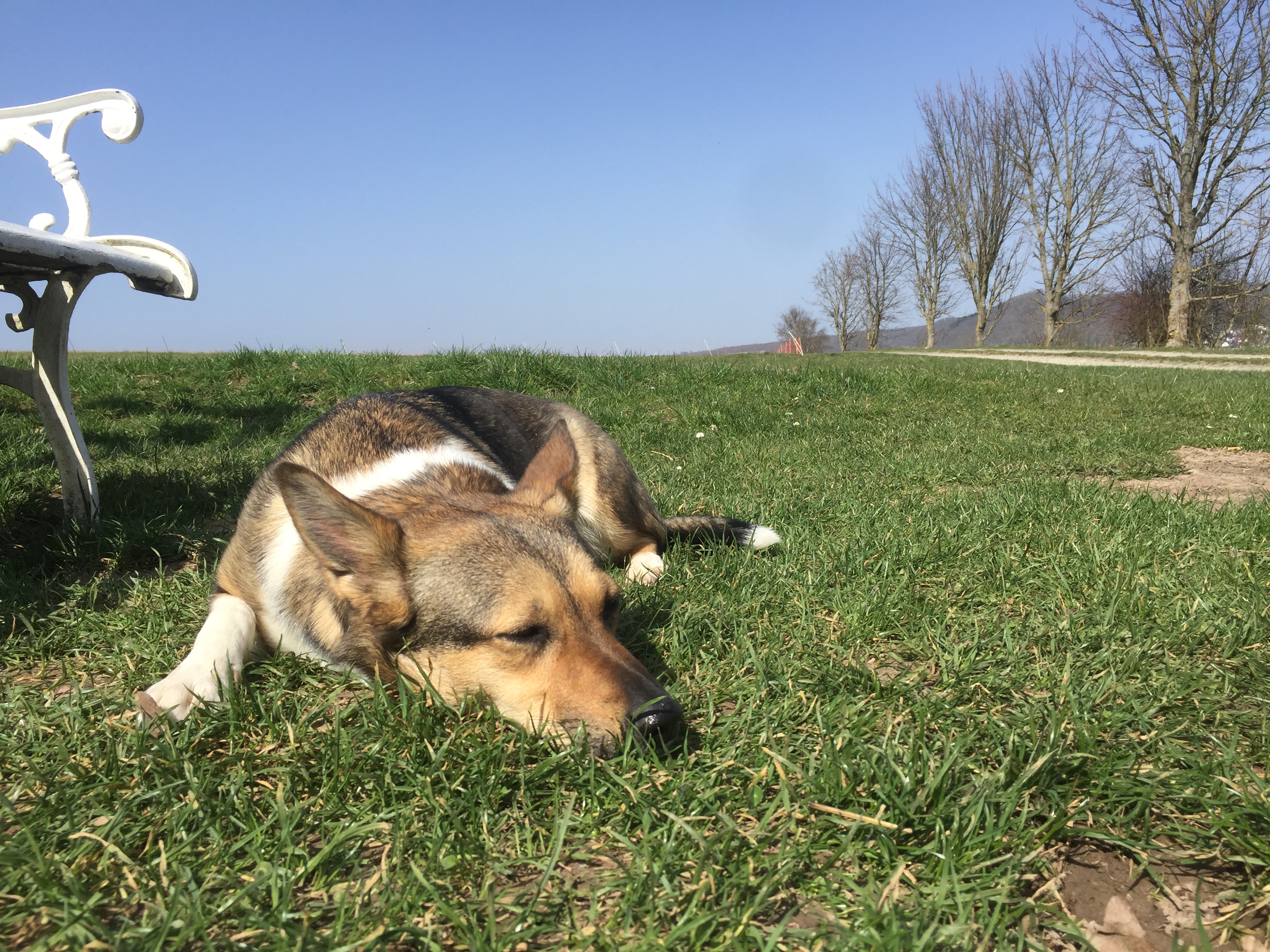 Hund entspannt Hund entspannt